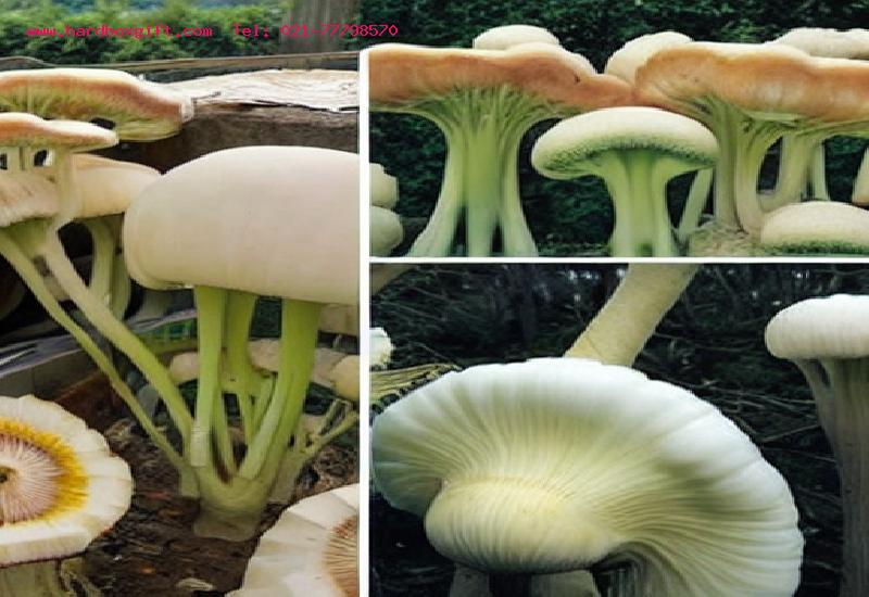 استفاده از هارد باکس کشویی برای تبلیغات کتابها و محصولات مرتبط